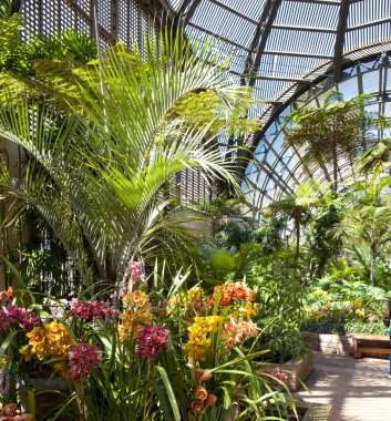 balboa park botanik bina orkide ve palmiye ağaçları ile.