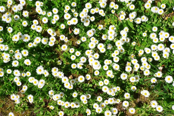 stock image Spring forest floor chamomile blooming.