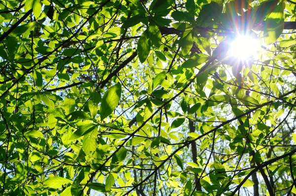 Folhas verdes da árvore fresca da mola e sol que vêm embora . — Fotografia de Stock