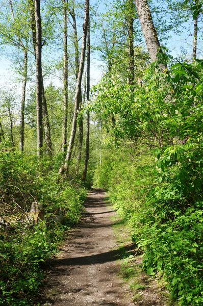 Yeşil taze bahar hiking trail. — Stok fotoğraf
