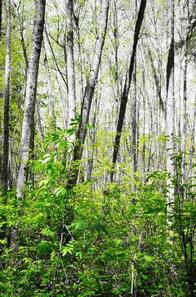 Forêt de bouleaux aux feuilles vertes . — Photo