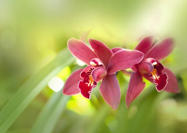 Орхидеи цветы макрос на розовом и мягком фоне . — стоковое фото