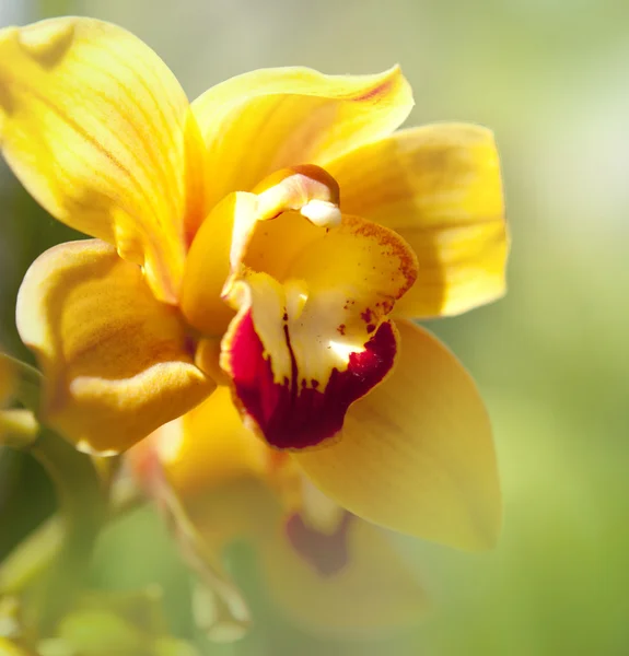 Orchids flowers macro in yellow. — Stock Photo, Image