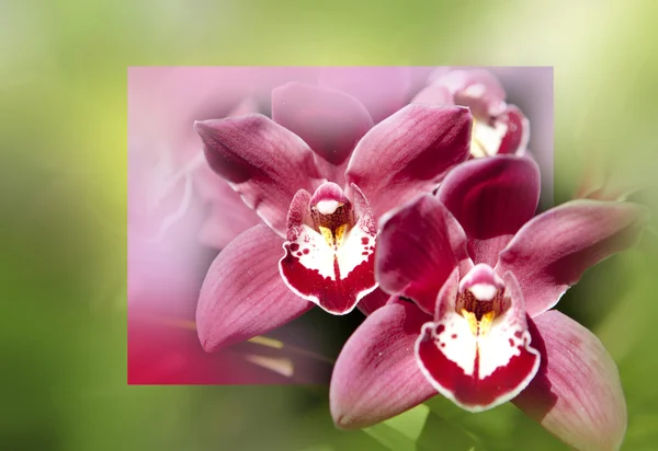 Orchids flowers macro in pink and soft background. — Stock Photo, Image
