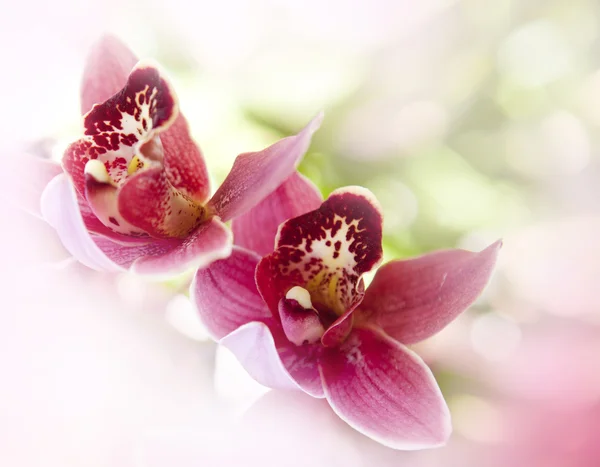 Flores de orquídeas macro en rosa y fondo suave . — Foto de Stock