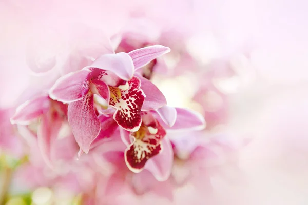 Flores de orquídeas macro en rosa . — Foto de Stock