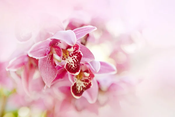 stock image Orchids flowers macro in pink.