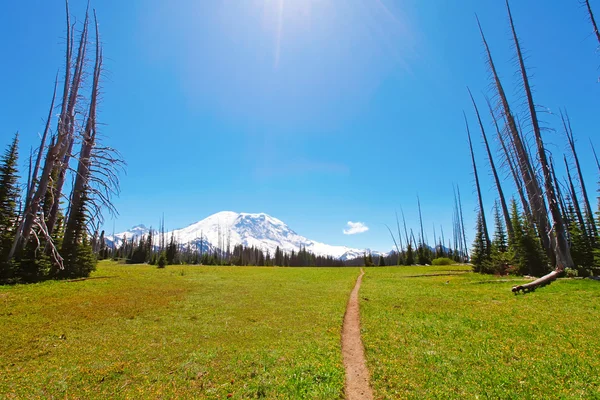 Mountain Rainier volcano park meadow. — Stock Photo, Image