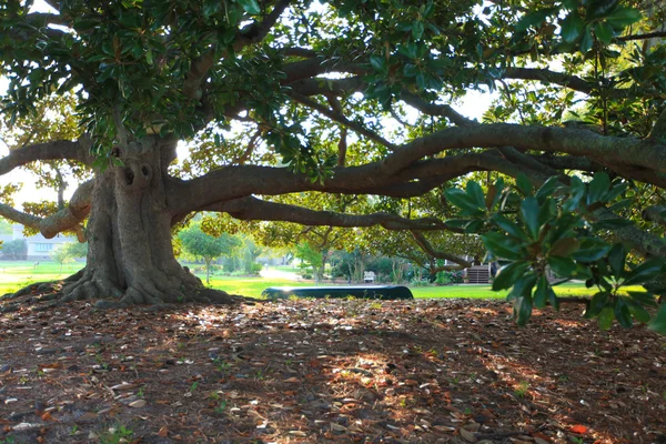 Gran árbol viejo Magnolia con barco bajo el sol de la mañana . —  Fotos de Stock