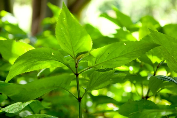 Bahar ormanda büyük yeşil bitki yaprakları. — Stok fotoğraf