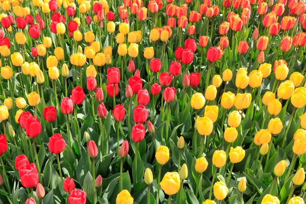 Muitas tulipas bonitas na fazenda . — Fotografia de Stock