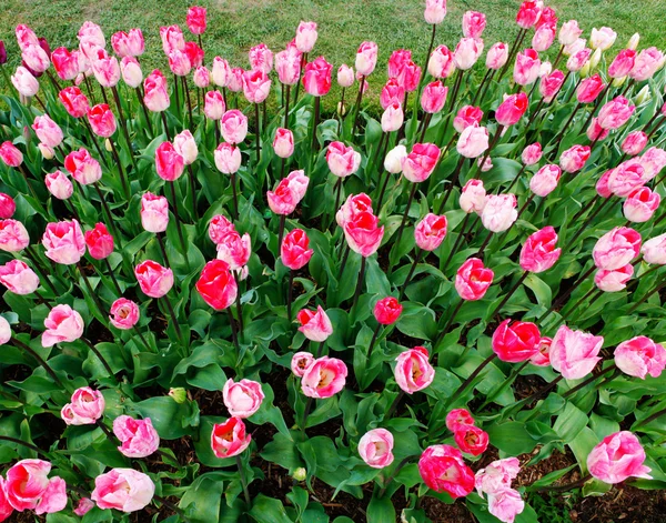 Muitas tulipas bonitas na fazenda . — Fotografia de Stock