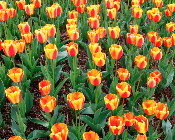 stock image Lots of beautiful tulips at the farm.