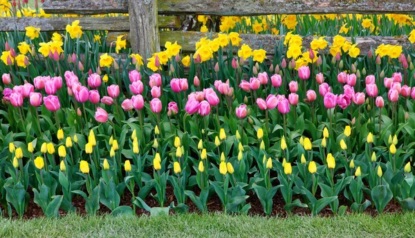 Lots of beautiful tulips at the farm. — Stock Photo, Image