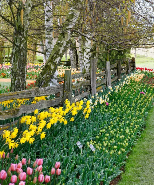 Spring landscape with tulips and daffodils. — Stock Photo, Image