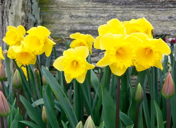 stock image Daffodils in bright yellow against the fence.