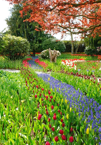 Frühlingslandschaft mit Tulpen und blühenden Blumen. — Stockfoto