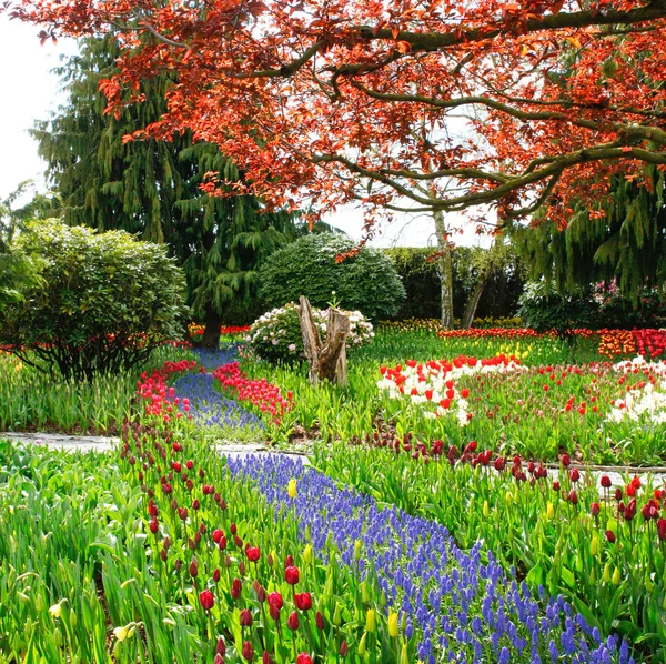 Tavaszi táj tulipán és a virágzó virágok. — Stock Fotó
