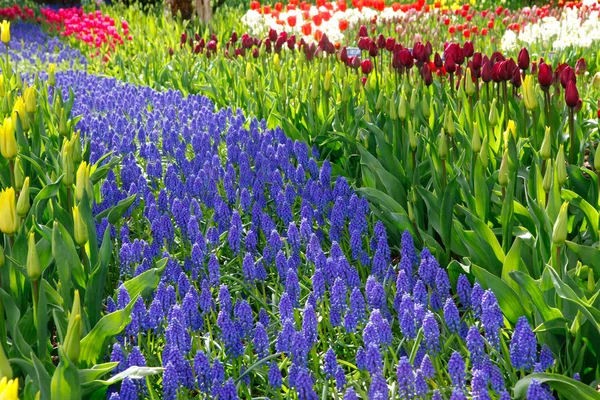 Lente landschap met tulpen en bloeiende bloemen. — Stockfoto