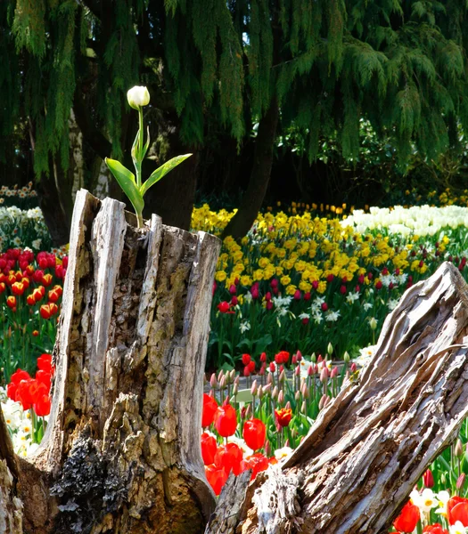 Spring landscape with tulips and blooming flowers. — Stock Photo, Image