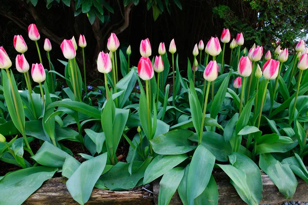 Beautiful tulips at the farm growing in the garden. — Stock Photo, Image