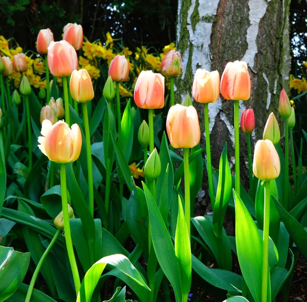 Beautiful tulips at the farm growing in the garden. — Stock Photo, Image