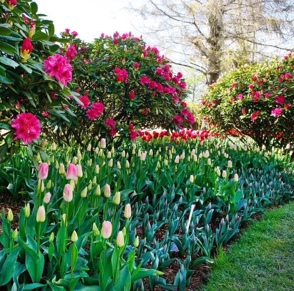 Lente landschap met tulpen en bloeiende bloemen. — Stockfoto