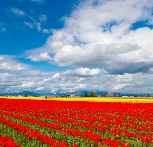 Rode tulp veld en de blauwe hemel. — Stockfoto