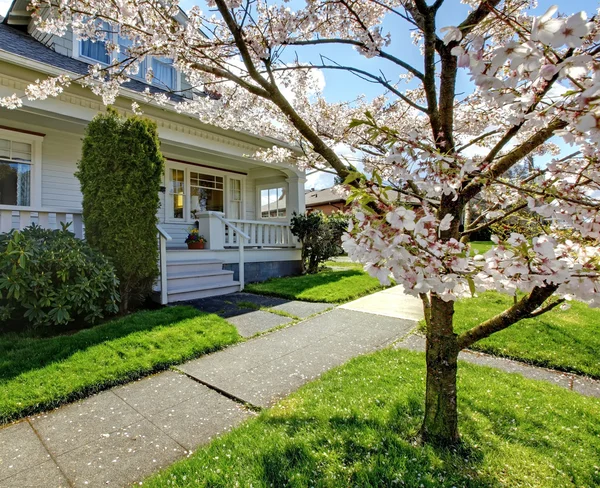 Régi kis aranyos ház egy virágzó cseresznye fa. — Stock Fotó