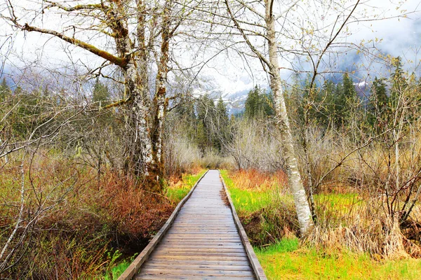 Sentiero di legno e betulle paesaggio all'inizio della primavera . — Foto Stock