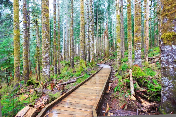Bosque y bosque sendero en lluvioso día de primavera . —  Fotos de Stock