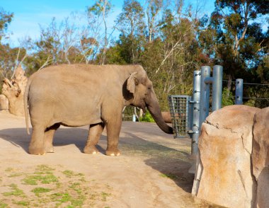 Elephant in San Diego zoo. clipart