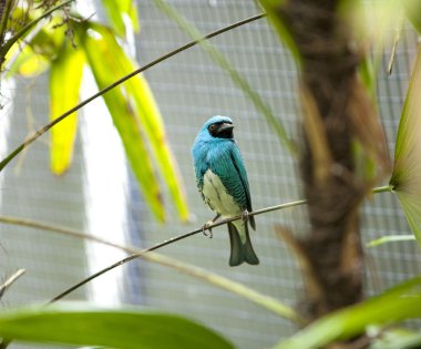 Blue bird in San Diego zoo. clipart