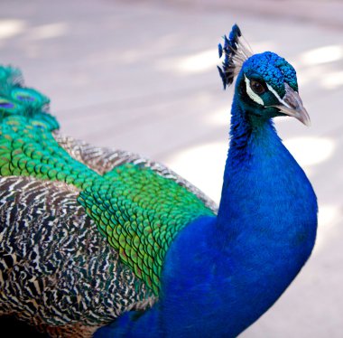 PeaCock in San Diego zoo. clipart