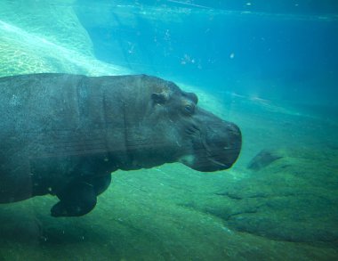 Hippo swimming in San Diego zoo. clipart