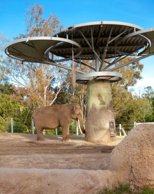 Elephant in San Diego zoo. clipart