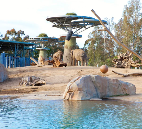 Elephants sanctuary in San Diego zoo. — Stock Photo, Image