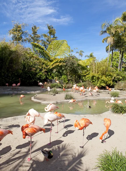 Flamingo area in San Diego zoo. — Stock Photo, Image