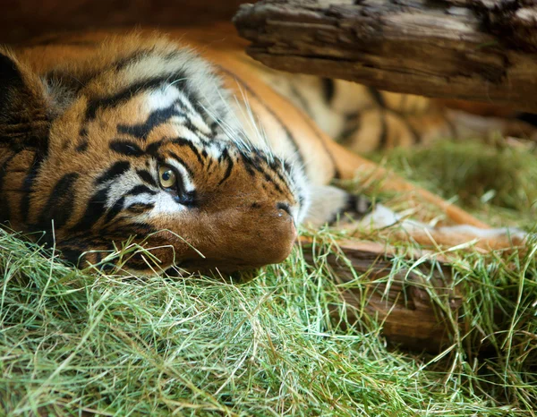 Tigre en San Diego zoo . — Photo
