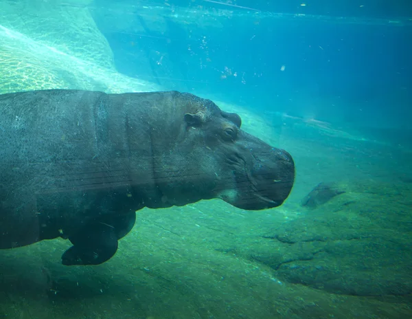 Flusspferd schwimmt im Zoo von San Diego. — Stockfoto