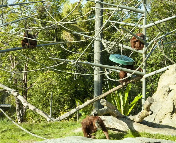 stock image Monkey area in San Diego zoo.