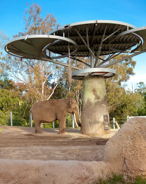 Elefante allo zoo di San Diego . — Foto Stock