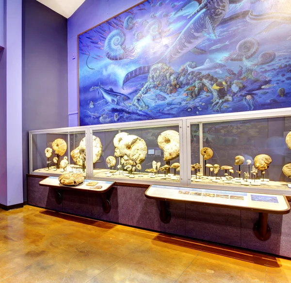 San diego. Muzeum historii naturalnej. — Zdjęcie stockowe
