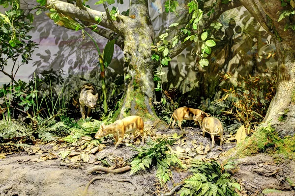 San Diego. Museu de História Natural . — Fotografia de Stock