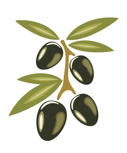 Gestileerde olijven symbool geïsoleerd op een witte achtergrond — Stockvector
