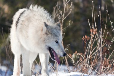 Arctic Wolf clipart