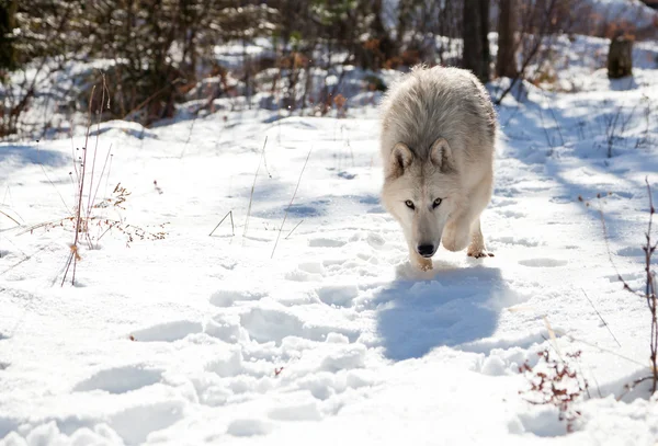 Loup harcelant proie — Photo