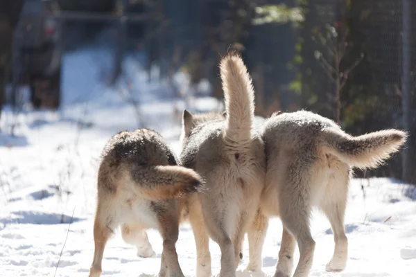 Drei kleine Wölfe — Stockfoto