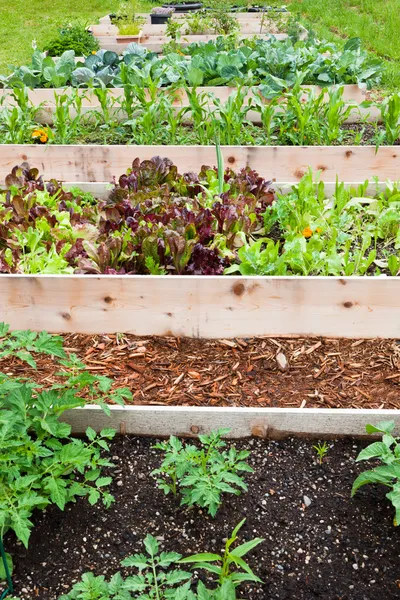 stock image Raised Vegetable Gardens