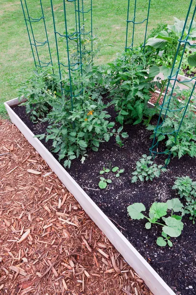 Raised Garden Tomatoes — Stock Photo, Image